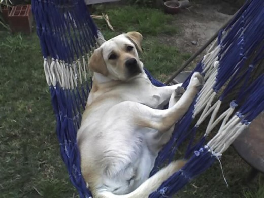 MORENA TOMANDO UNA SIESTA EN LA CAMA PARAGUAYA